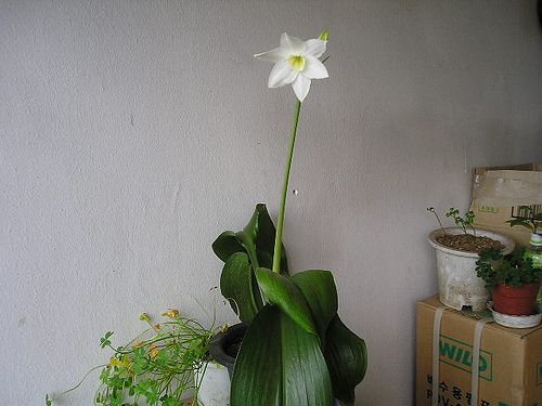 Eucharis Amazonica
